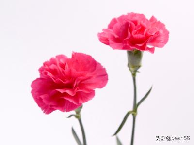 母亲节送给妈妈什么花（母亲节送给妈妈啥花）