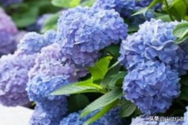 绣球花怎么养（绣球花怎么养家庭养法）