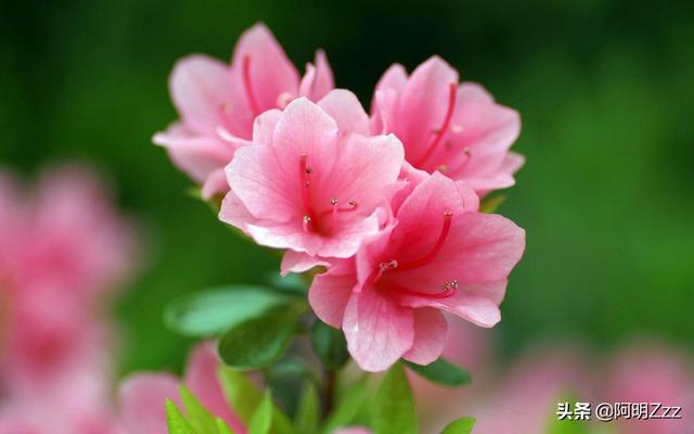 春天开什么花（海南春天开什么花）