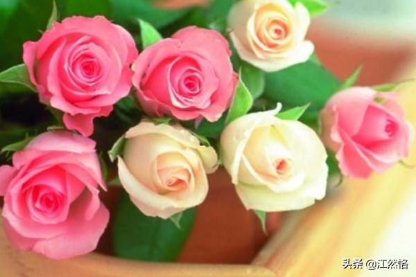 送11朵玫瑰花是什么意思（送11朵玫瑰小气吗）