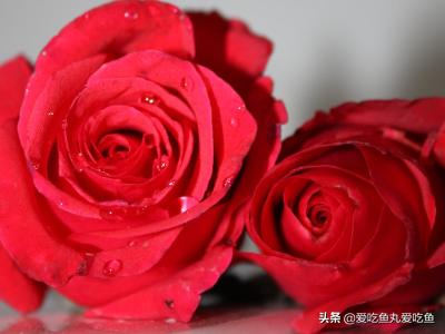 两朵玫瑰花的含义（两朵玫瑰花的含义）