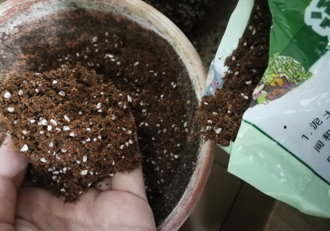 冬青树苗如何栽种（冬青树苗如何栽种视频）