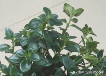 金鱼草怎么养（金鱼草怎么养才能开花用什么肥）