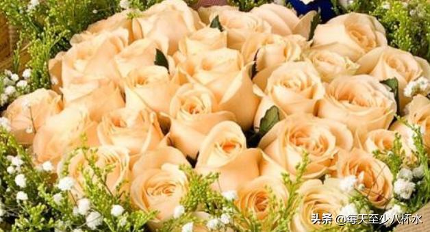 香槟玫瑰花语代表什么（香槟玫瑰花语什么意义）