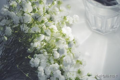 满天星的花语是啥（满天星的花语和简介）