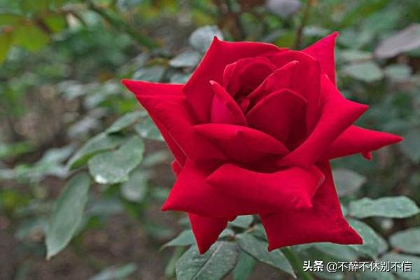 玫瑰花的诗句（玫瑰花的诗句千古名句）