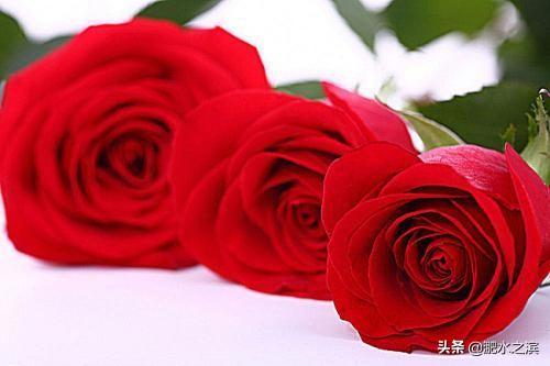 5朵玫瑰花语是什么（5朵玫瑰的寓意是什么意思）