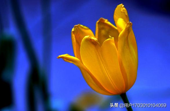 郁金香花语大全（郁金香花语是什么）