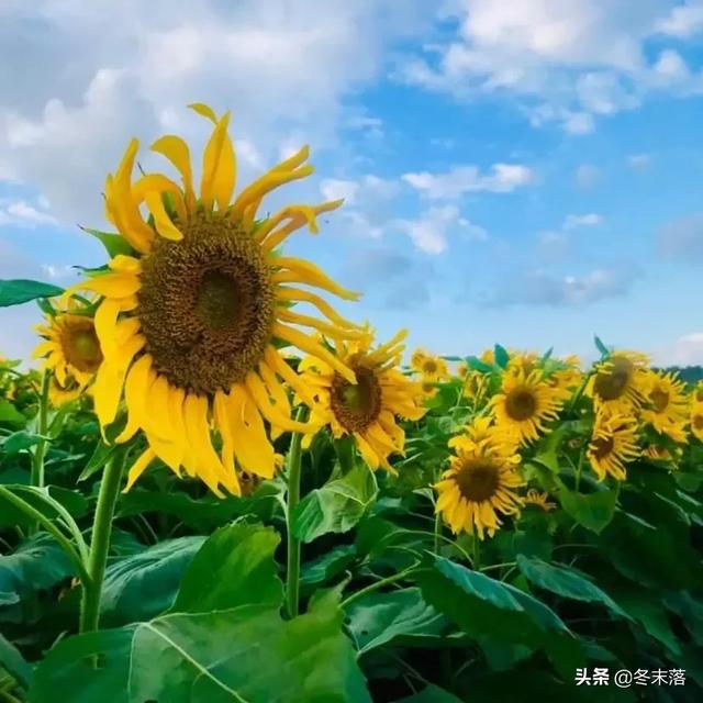四下皆是你花语（四下皆是你花语怎么说）