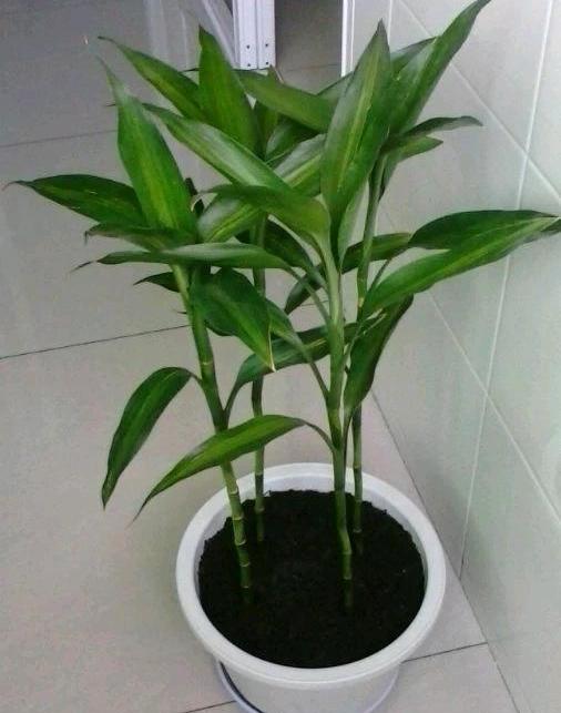 富贵竹的养殖方法(富贵竹的养殖方法土培怎么养)