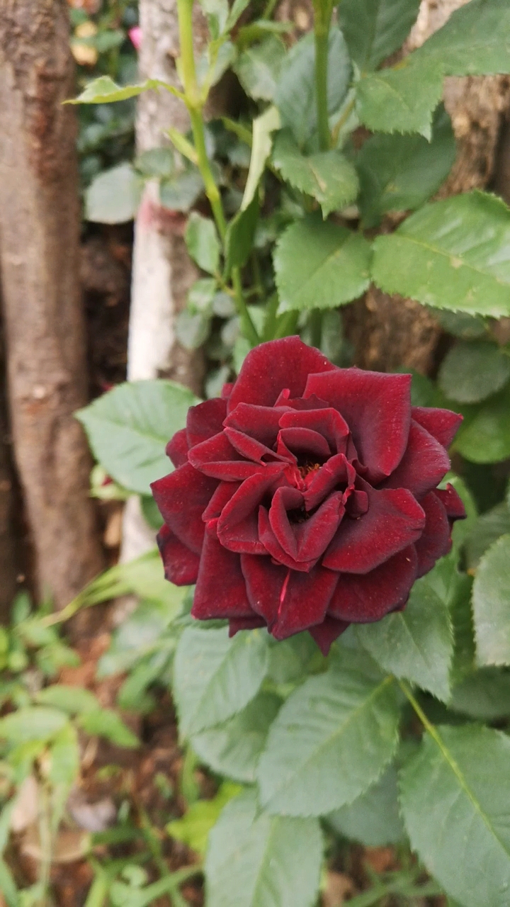 父亲节送什么颜色的花（父亲节送什么颜色的玫瑰）