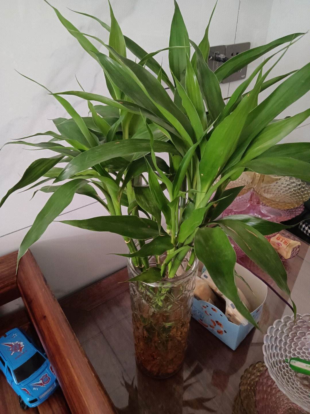富贵竹水养技巧（富贵竹水养技巧可放白糖吗）