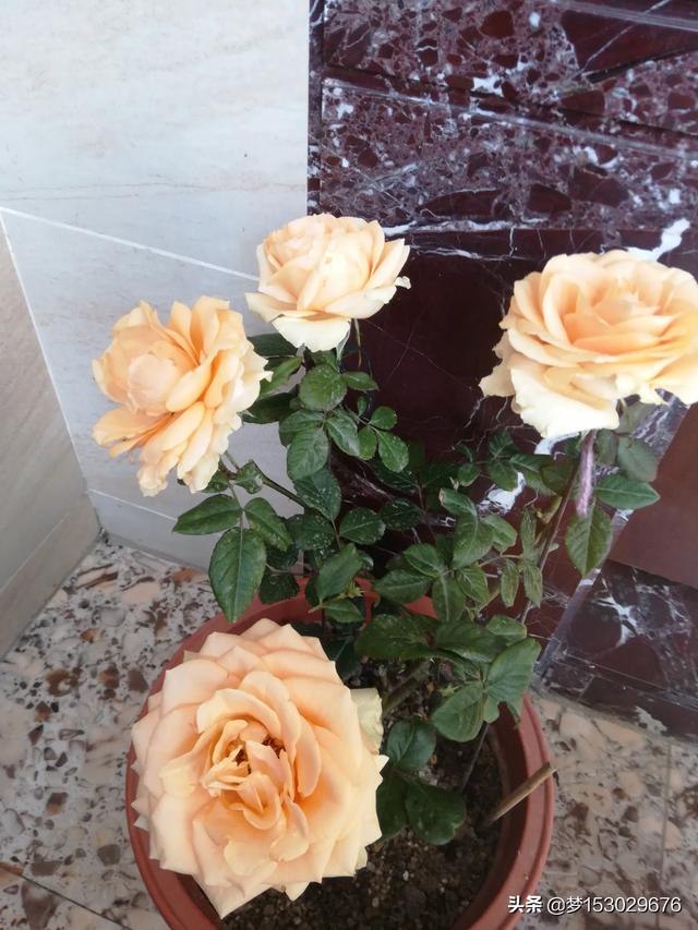 月季花什么时候种植最好（月季花一般什么时候种植）