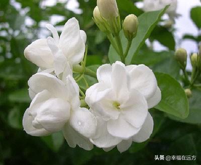 开封鲜花预定（开封县鲜花店电话）