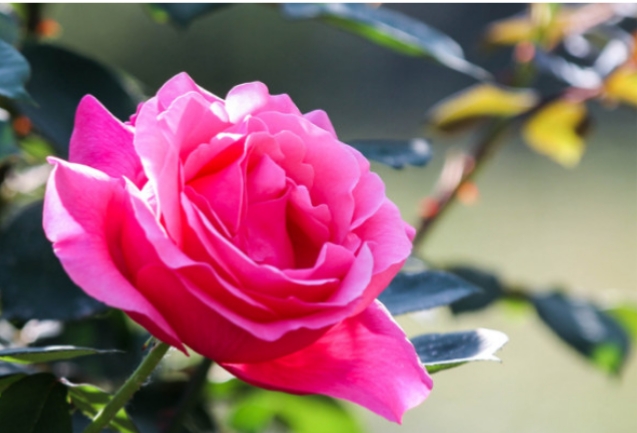 鲜花19朵代表什么意思（19朵花的寓意 花语）