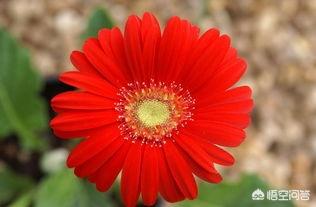 送男生什么花比较好（送男士花十大忌讳）