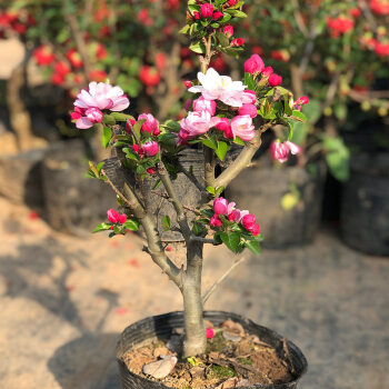 海棠花怎么养（海棠花怎么养才长得好）