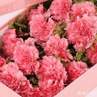 康乃馨几朵花语和寓意（康乃馨花语朵数大全）
