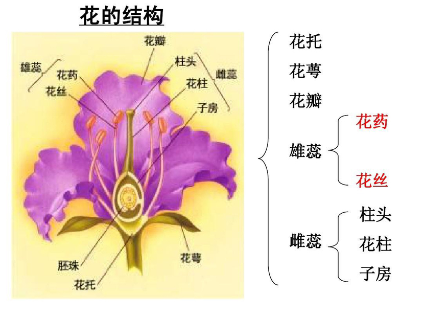 月月红长什么样图片（月月红怎么养才长得好）