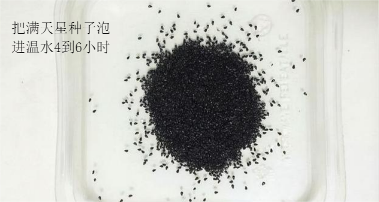 满天星怎么种（满天星怎么种植视频教程）