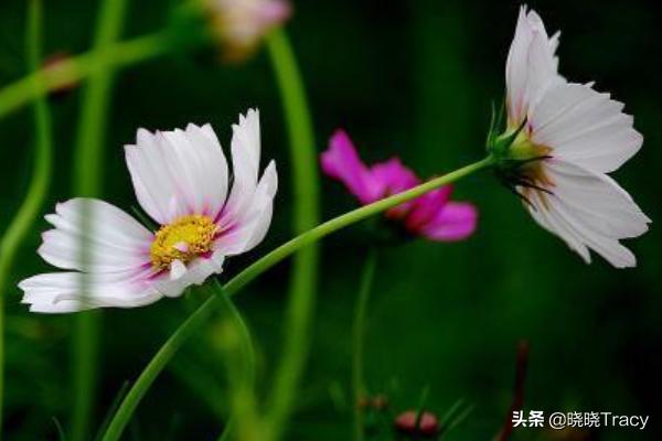 漂亮的花束图片（漂亮的花束图片唯美）