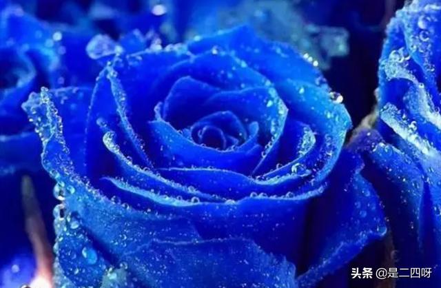 蓝玫瑰花语（白玫瑰花语）