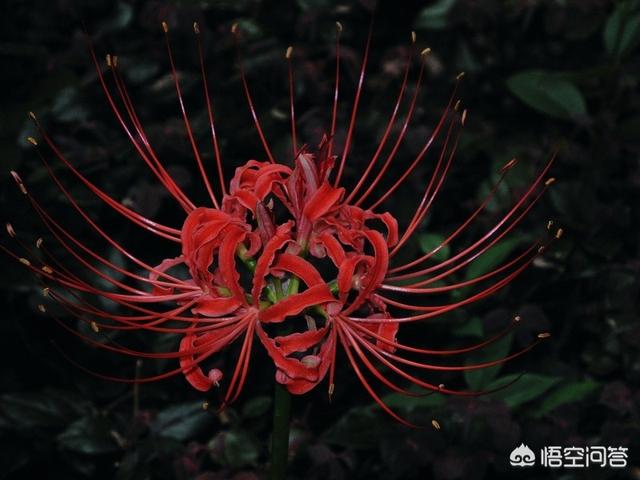 彼岸花的花语是什么（彼岸花的花语）