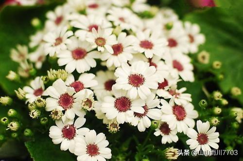 鲜花花束真实图片（鲜花花束真实图片欣赏）