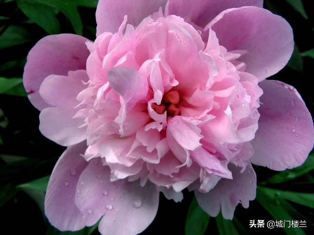 芍药花语象征与寓意（粉色芍药花语象征与寓意）