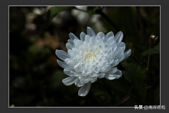 菊花代表什么花语（菊花代表什么花语代表什么）
