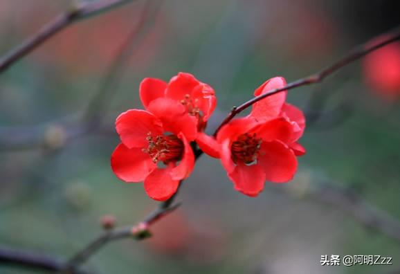 中国花卉名称大全（中国花卉品种大全）