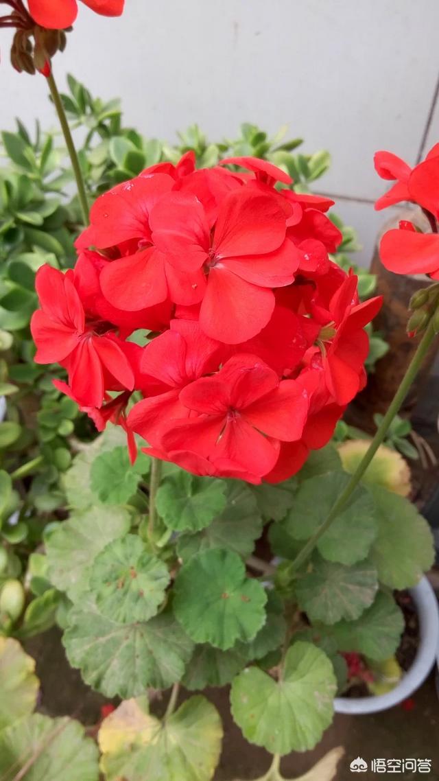网上花店创业计划书（鲜花网店创业计划书）