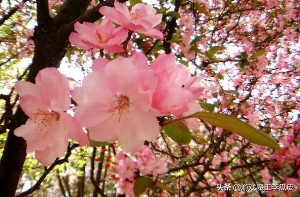 鲜花背景图片 唯美（鲜花背景图片 唯美清新）