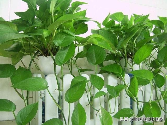 养虎皮兰容易得癌症（虎皮兰为什么不建议养）