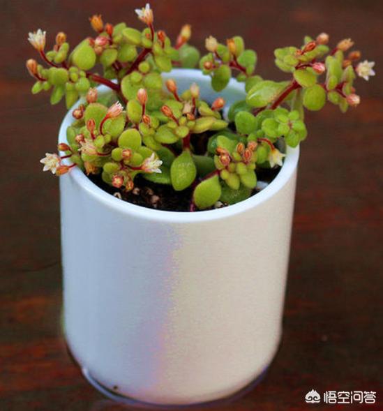 100种常见多肉植物图鉴（100种常见多肉植物图鉴(收藏)）