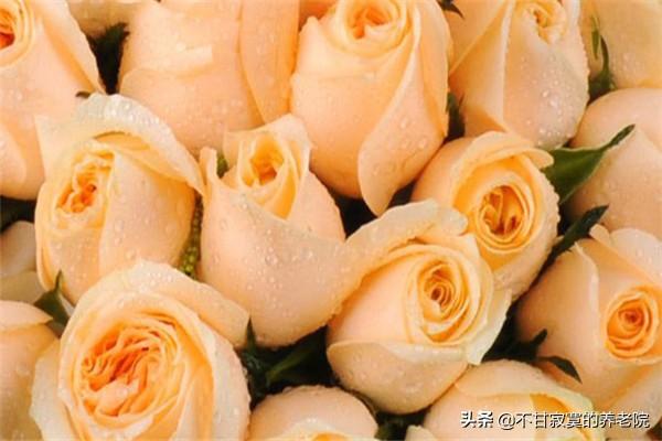 黄玫瑰和香槟玫瑰的区别（黄玫瑰和香槟玫瑰的区别在哪里）