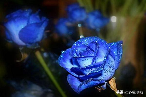蓝色妖姬花语是什么意思（蓝色妖姬真正的花语）