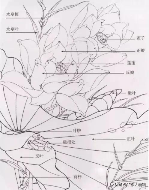 荷花图片（荷花图片手绘）