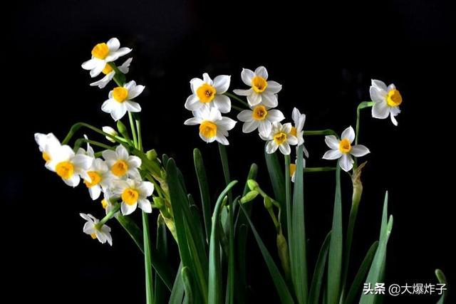 各种花草图片大全大图（各种各样花草图片大全）