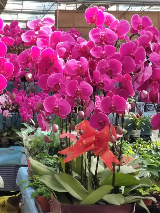 天津鲜花网（天津鲜花市场在哪里）