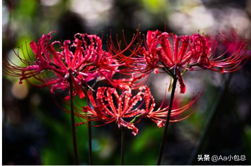 十大冥界之花（十大冥界之花曼陀罗）