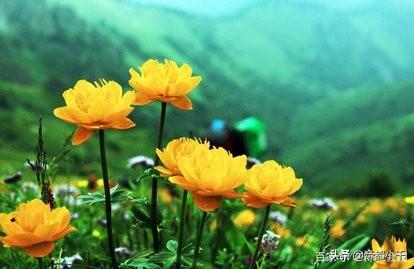 北京网上买花哪个网站好（北京买花app）