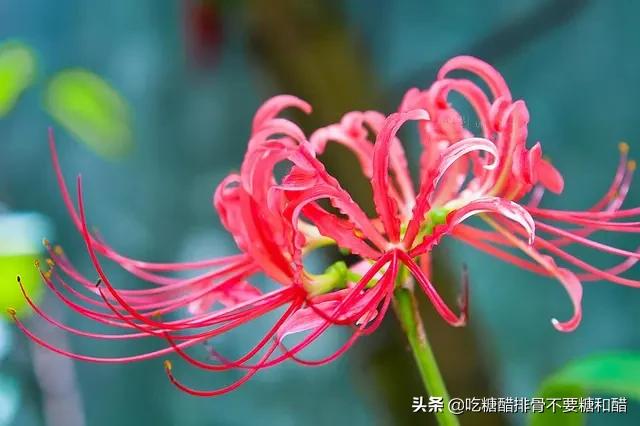 彼岸花可怕的图片（彼岸花很危险吗）