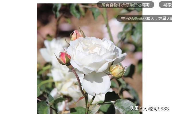 玫瑰花的外形特点描写（玫瑰花的外形特点描写三年级作文怎么写）