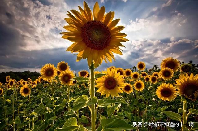 向日葵图片（向日葵图片真实）