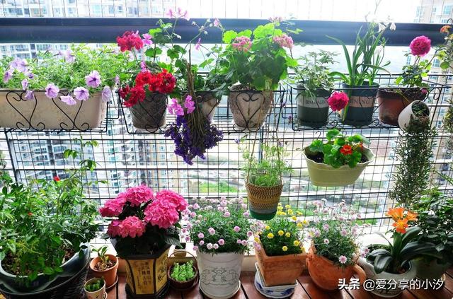 花卉大全（室内盆栽花卉大全）