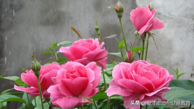 常见100种花（常见100种花的花语）