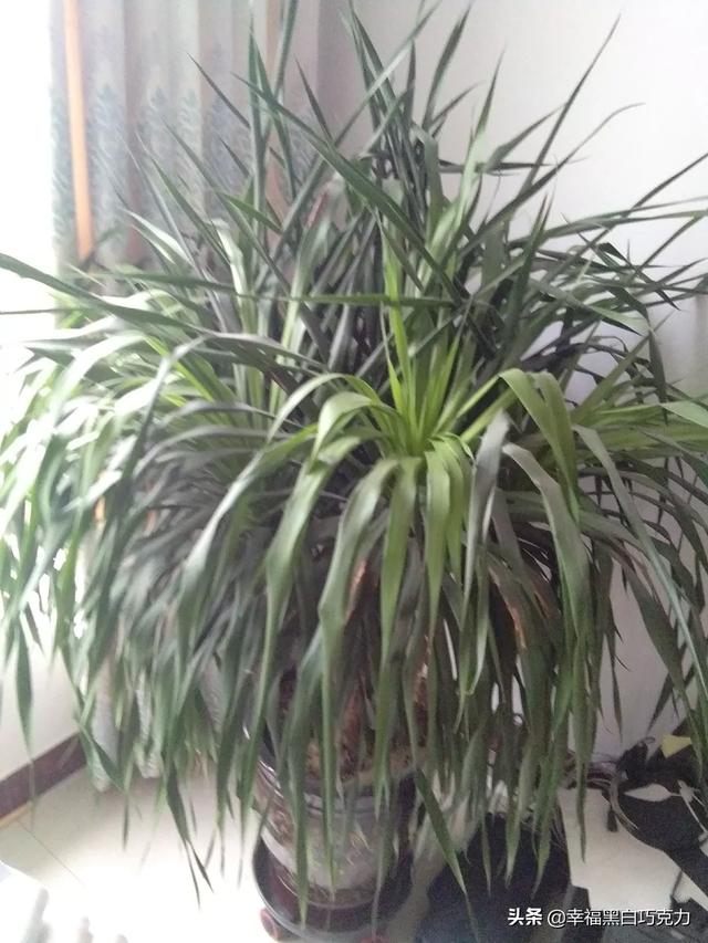 潍坊鲜花店订花（潍坊鲜花店联系方式）