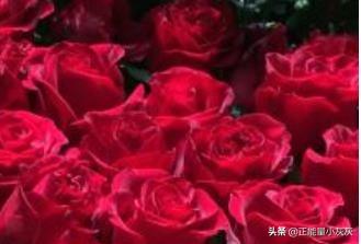 11朵玫瑰花的花语（各种颜色玫瑰的花语是什么意思）