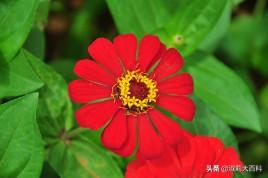 百日草种子（百日草种子要泡水吗）